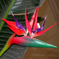 Heirloom Non-GMO Red Strelitzia Reginae Flower Seeds for Planting – Exotic Tropical Garden Blooms