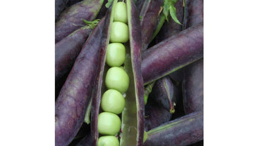 Shelling Pea- Purple Podded