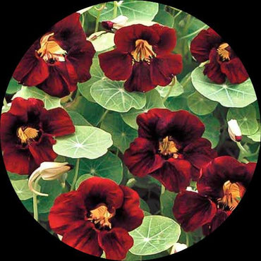 Nasturtium- Tom Thumb Black Velvet