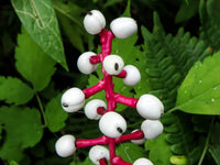 Misty Blue White Doll's Eyes