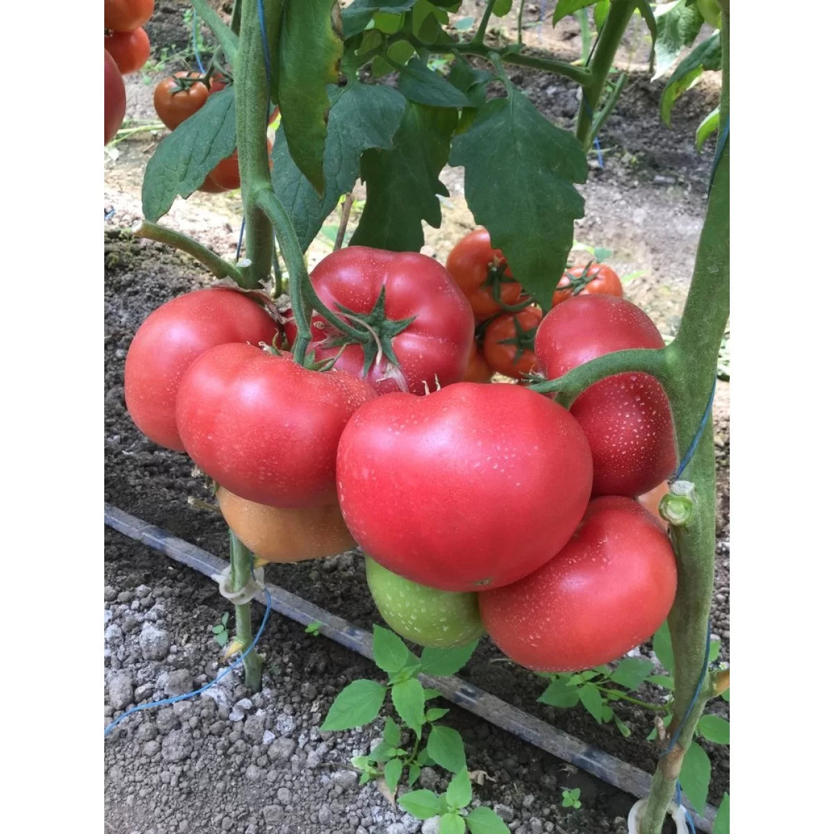 PinkID – Tomato Seed