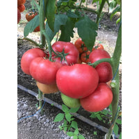 PinkID – Tomato Seed