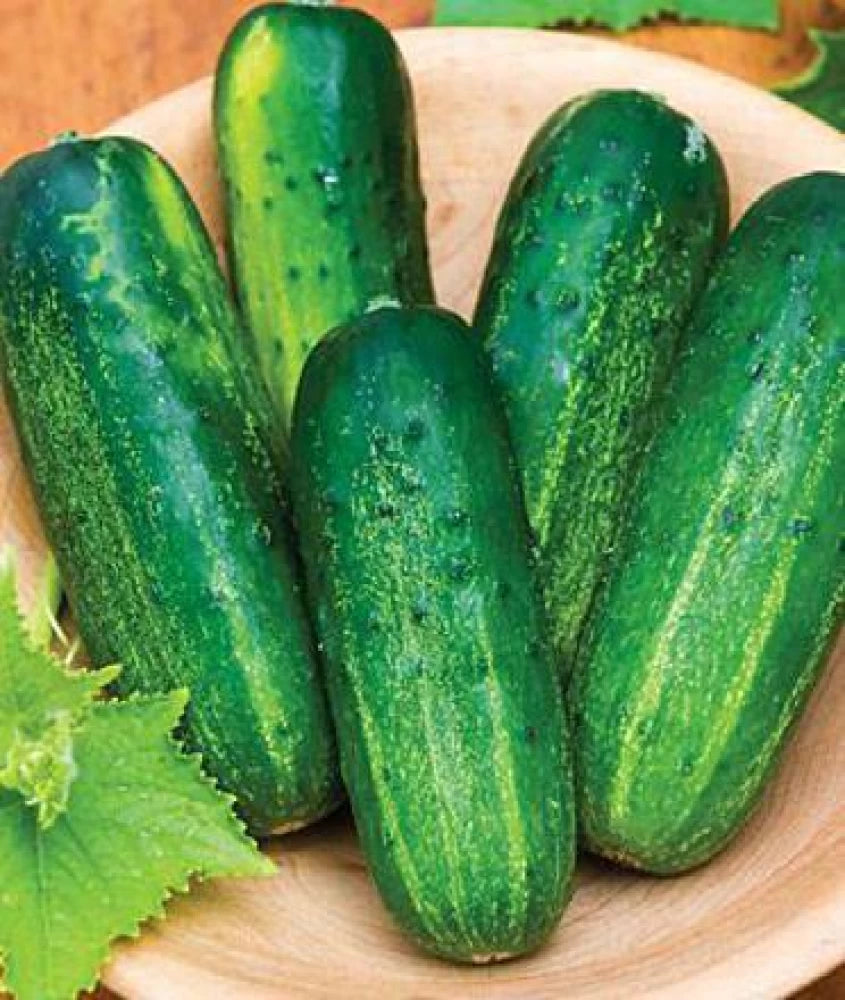 Jackson Supreme – Cucumber Seed