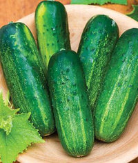 Jackson Supreme – Cucumber Seed