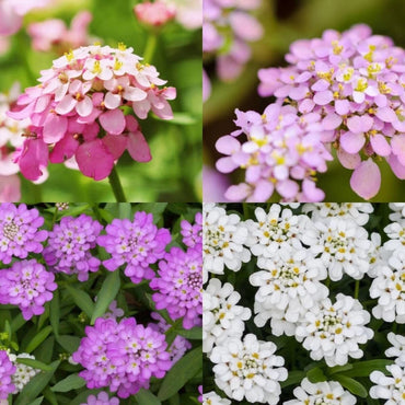 Candytuft- Umbellata Mixed