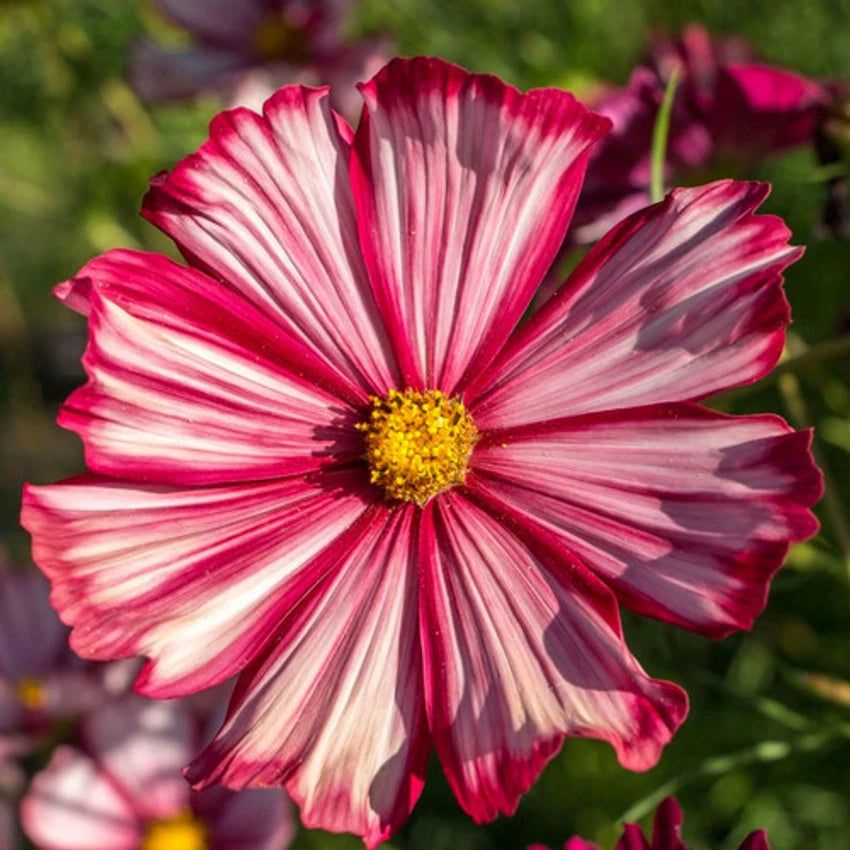 Cosmos Velouette Flower Seeds for Planting for planting in home garden