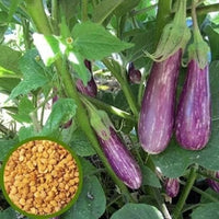 Basil Color Eggplant Seeds Selling Organic Vegetable Seeds
