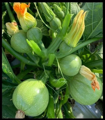 Squash Summer Chappan Kadu Vegetable Seeds
