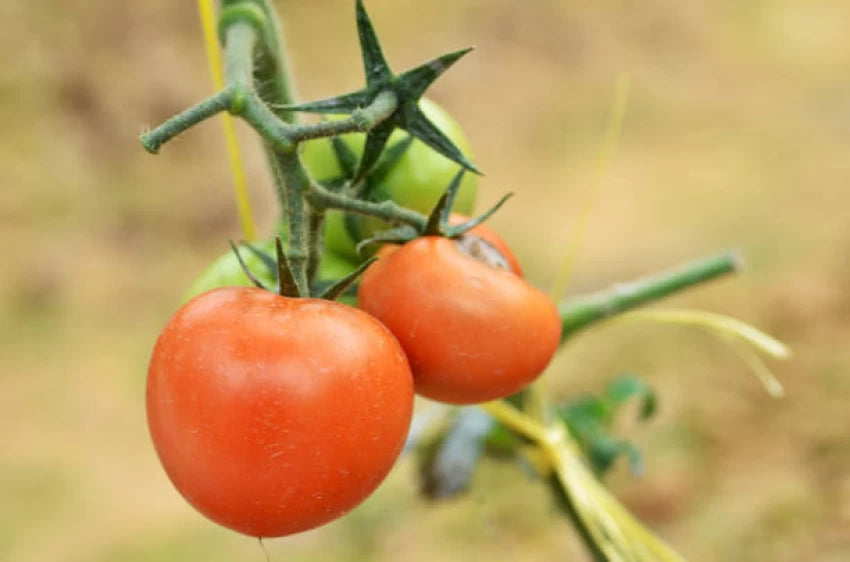 Wisconsin 55 – Organic Tomato Seed