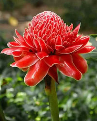 Etlingera Elatior Flower Seeds for Planting - 100
