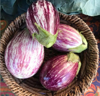 Nubia – Eggplant Seed
