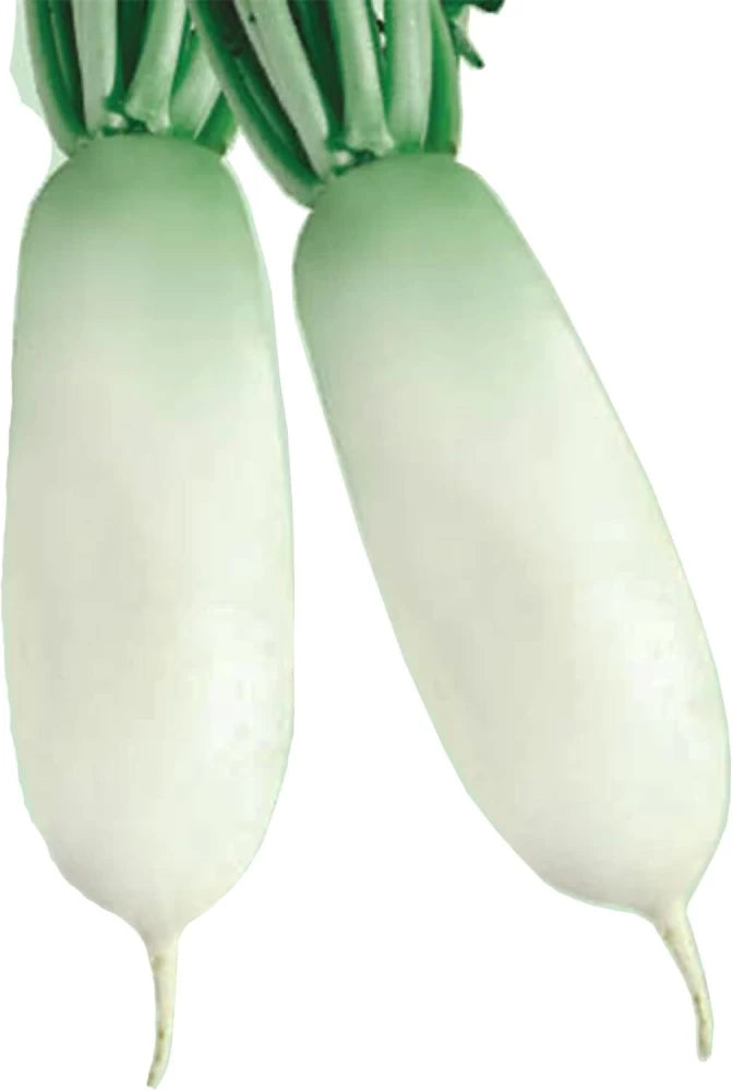 Chocolate Sprinkles Hybrid Grape Tomato Solanum lycopersicum for planting in home garden