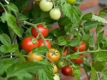 Cherry Tomato Wild Texas Vegetable Seeds