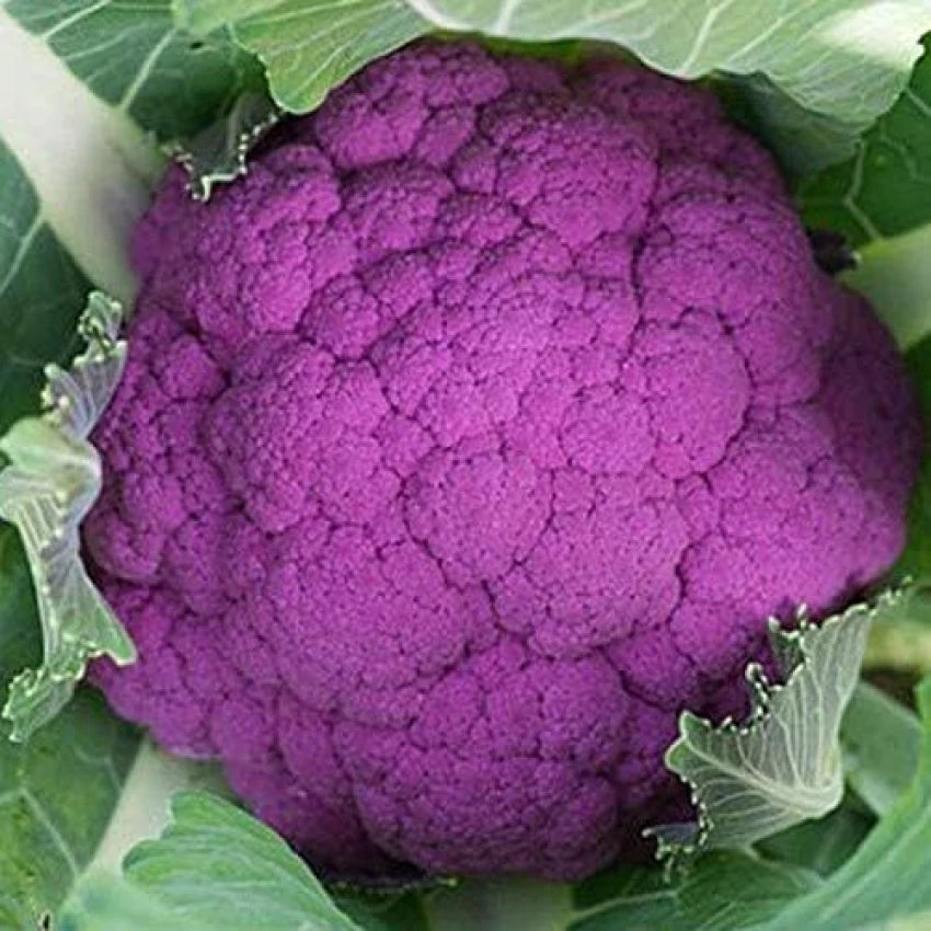 Graffiti Hybrid Cauliflower Seeds