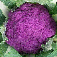 Graffiti Hybrid Cauliflower Seeds