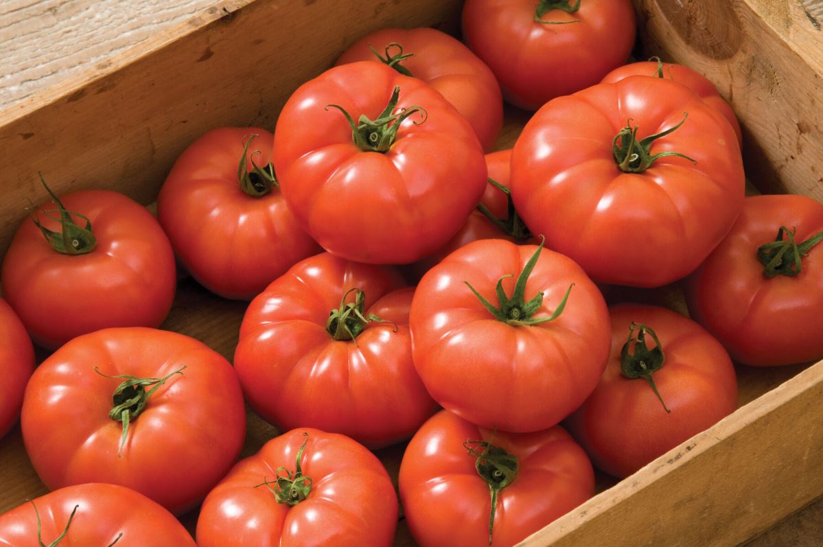 Rebelski – Tomato Seed