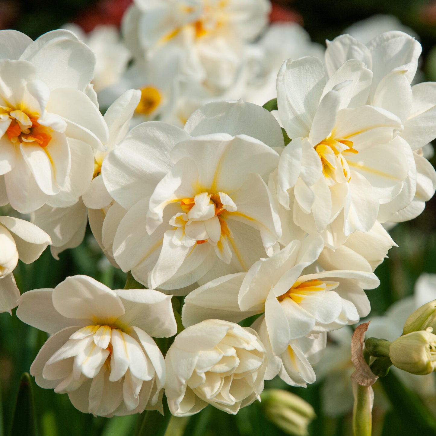 Daffodil Cheerfulness White Bulb