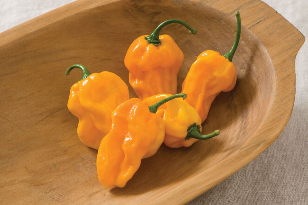 Numex Suave Orange – Habanero Pepper Seed