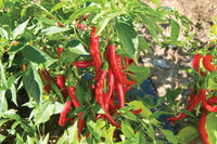 Red Flame – Organic Cayenne Pepper Seeds