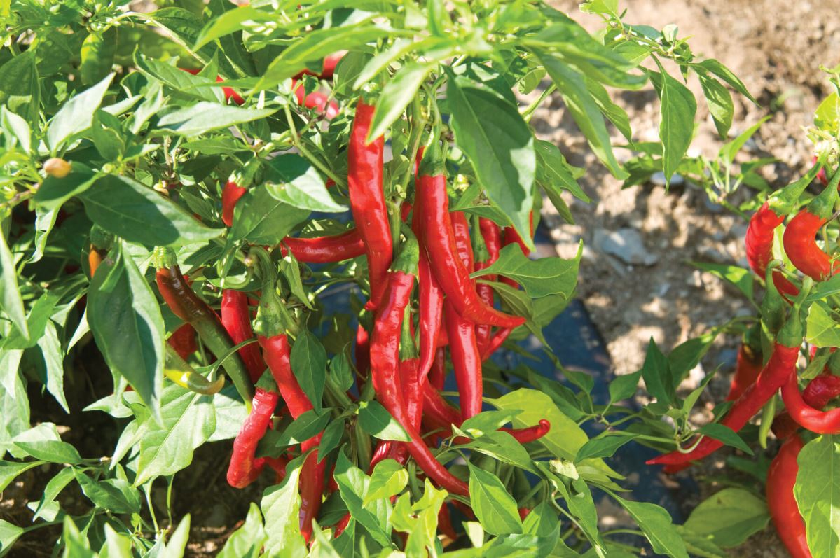 Red Flame – Organic Cayenne Pepper Seeds