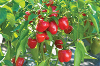 Cupid – Organic Bell Pepper Seed