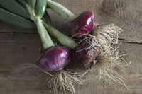 Desert Sunrise – Onion Seed