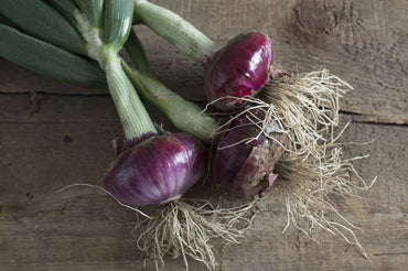 Desert Sunrise – Onion Seed