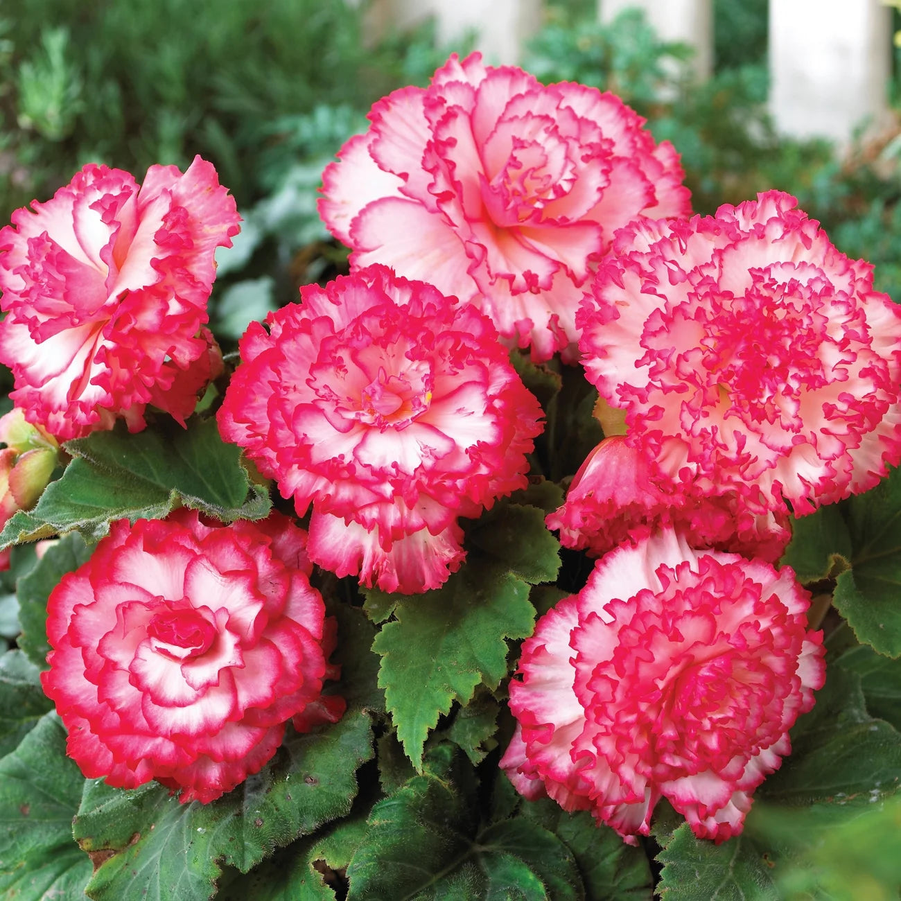Prima Donna Begonia White with Pink Picotee
