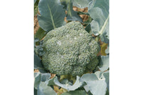 Imperial – Broccoli Seed
