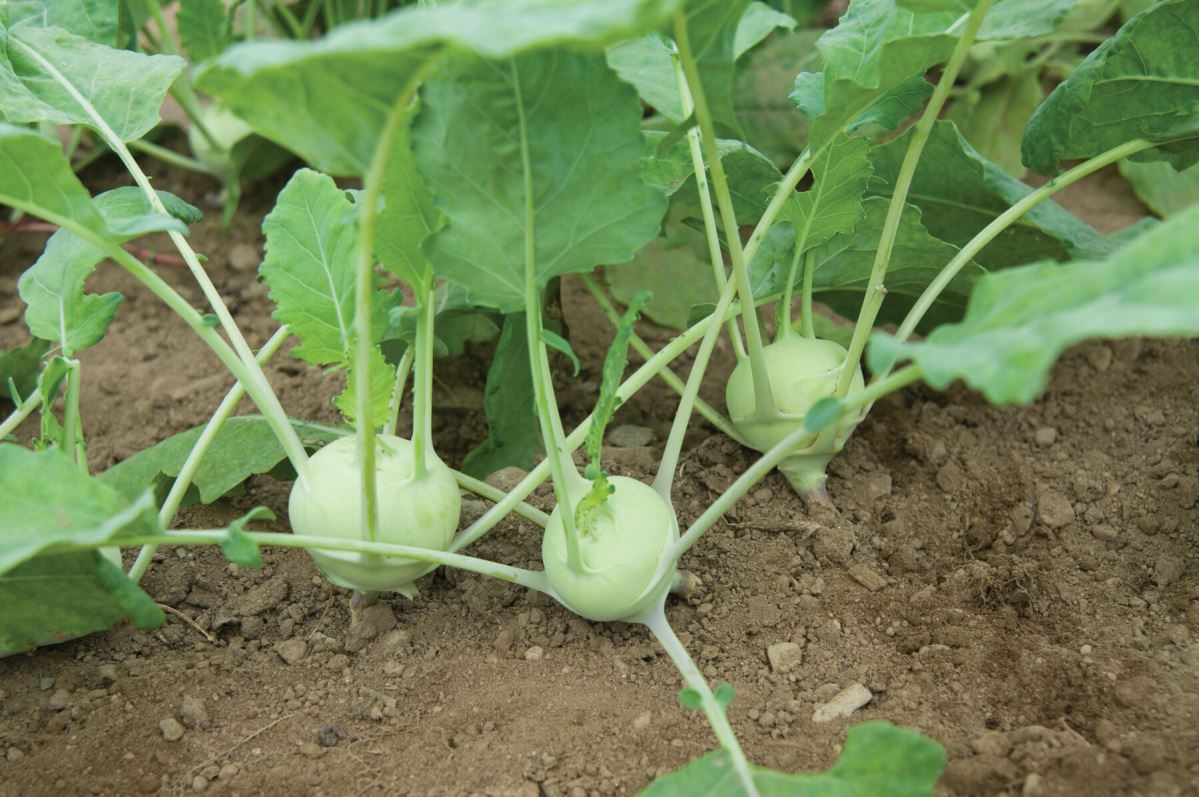 Korist – Organic Kohlrabi Seed