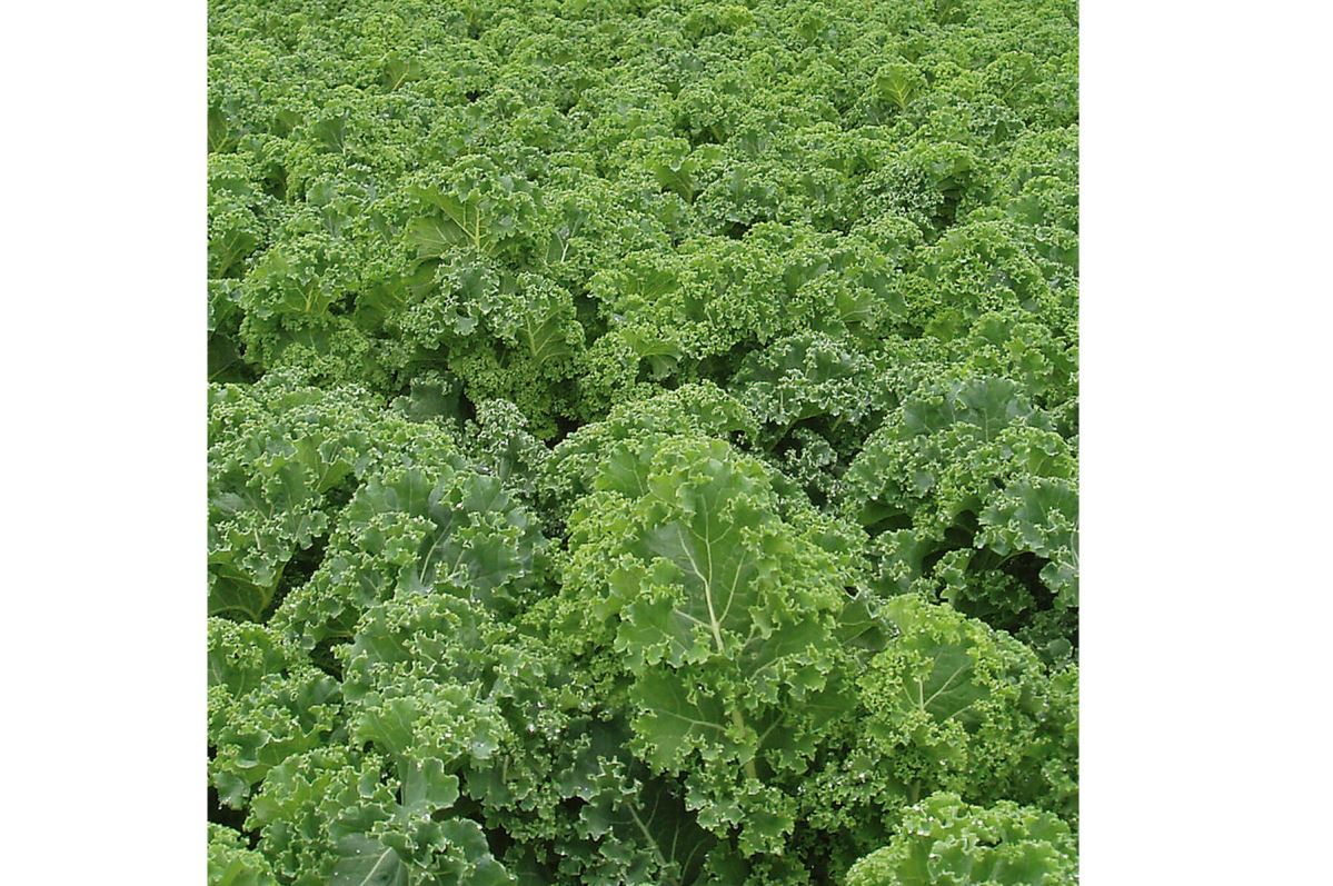 Starbor – Kale Seed