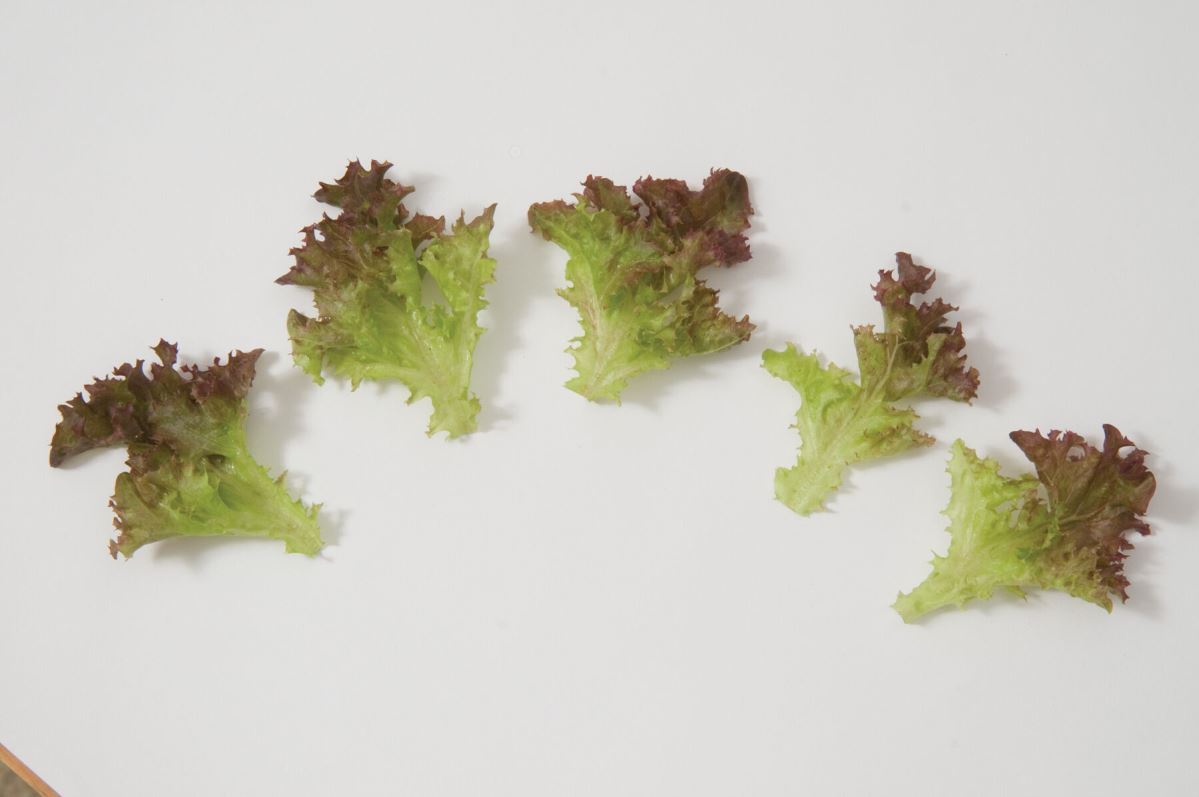 Salanova Red Incised – Lettuce Seed