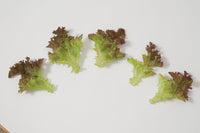 Salanova Red Incised – Lettuce Seed