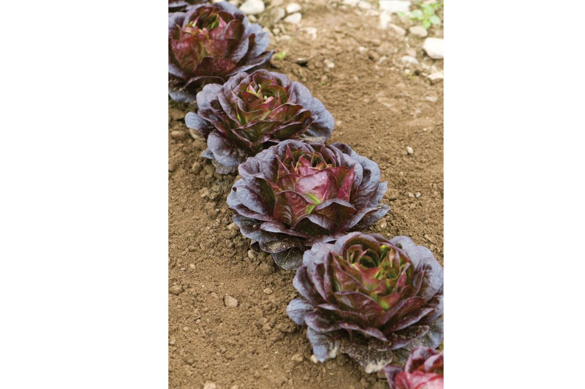 Salanova Red Butter – Lettuce Seed