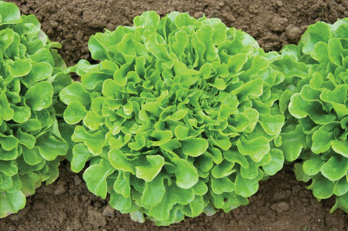Salanova? Green Oakleaf – Lettuce Seed