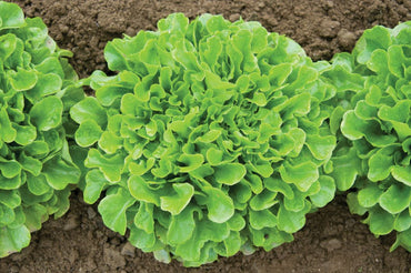 Salanova? Green Oakleaf – Lettuce Seed