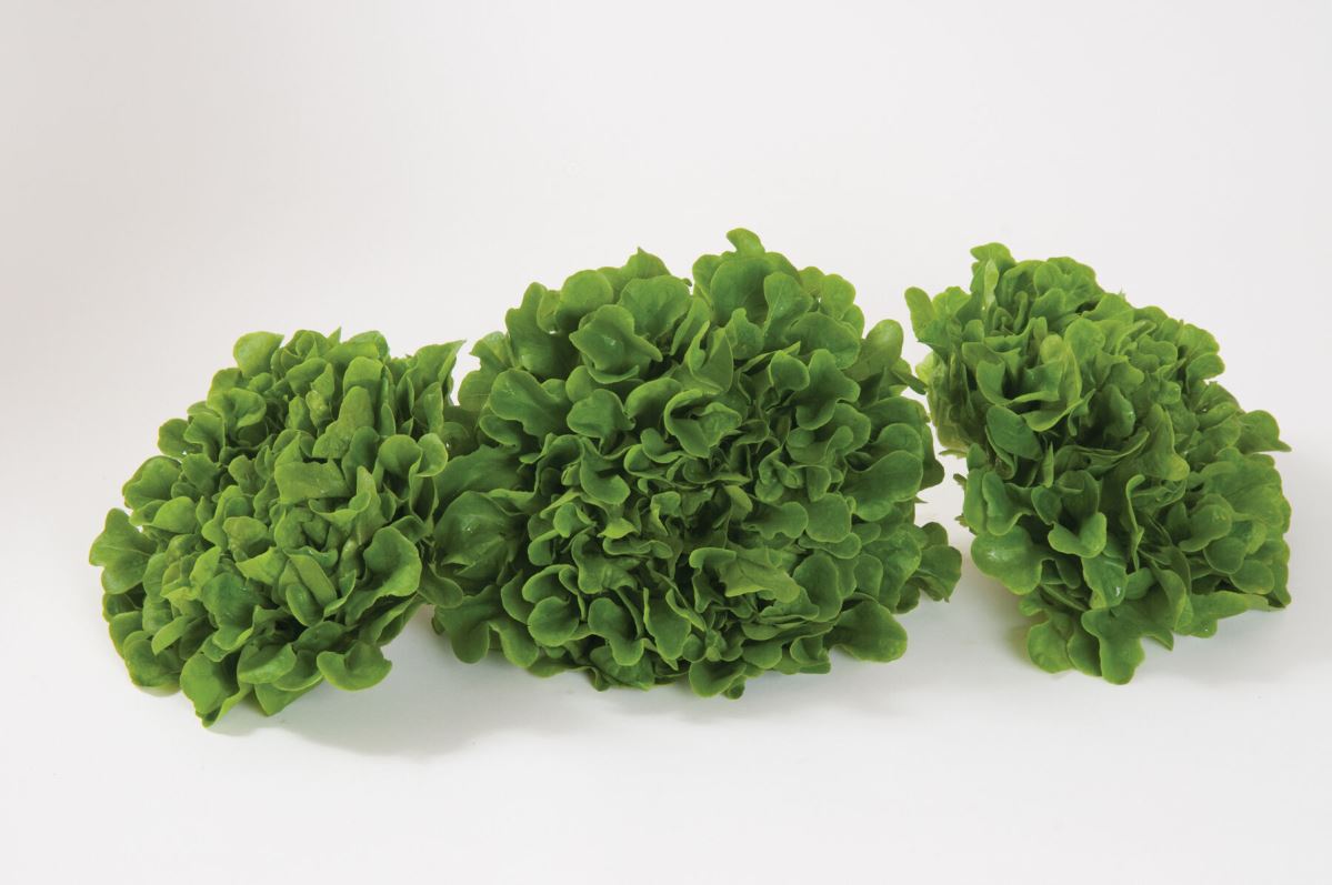 Salanova? Green Oakleaf – Lettuce Seed
