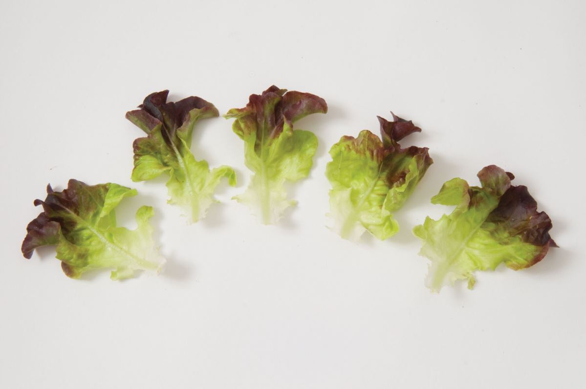 Spritzer – Lettuce Seed