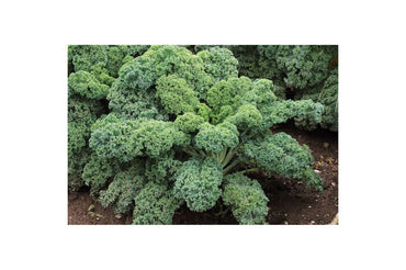 Starbor – Kale Seed