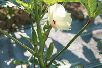 Jambalaya – Okra Seed