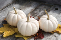 Casperita – Pumpkin Seed