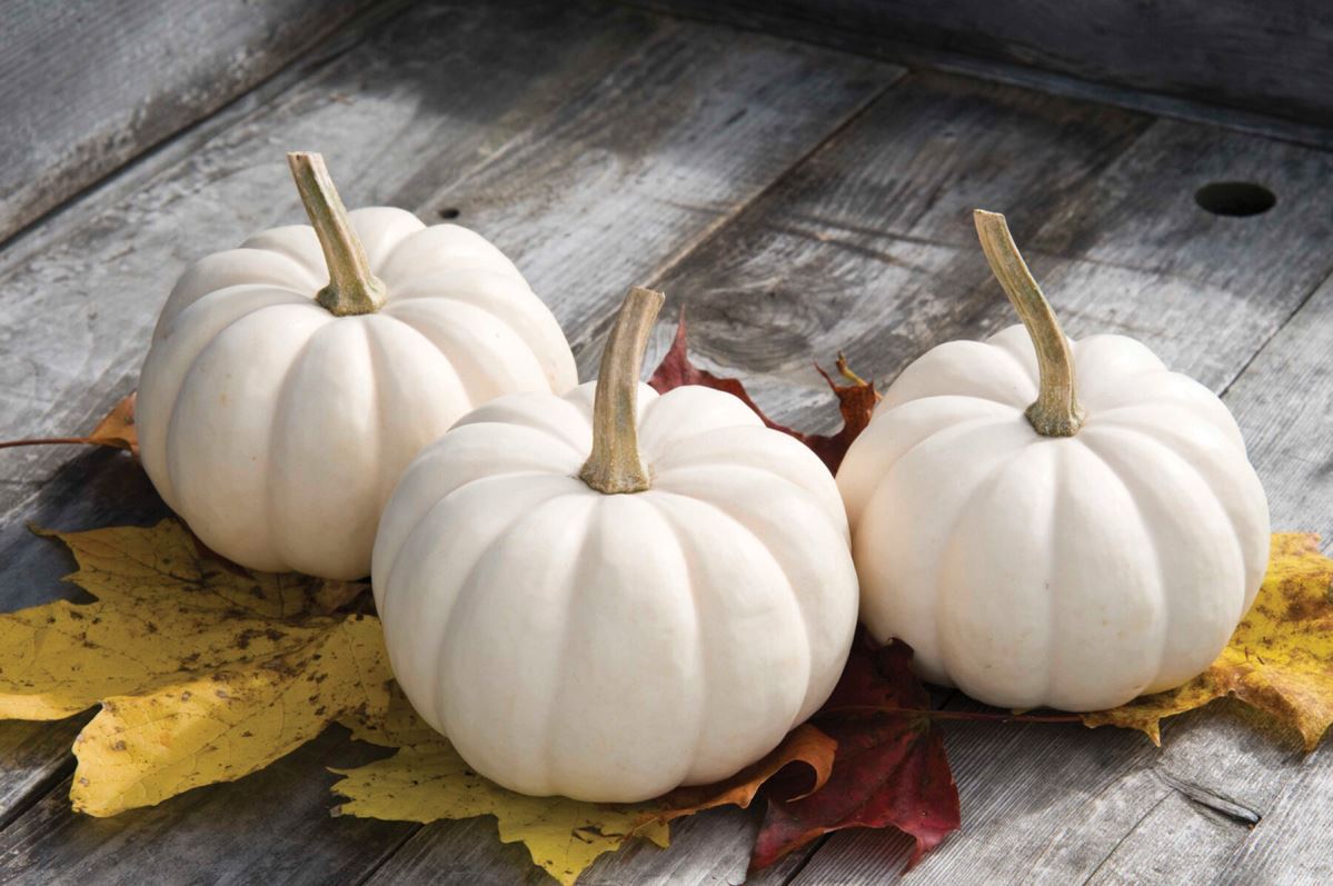 Casperita – Pumpkin Seed