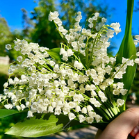 Lily of the Valley Flower Seeds