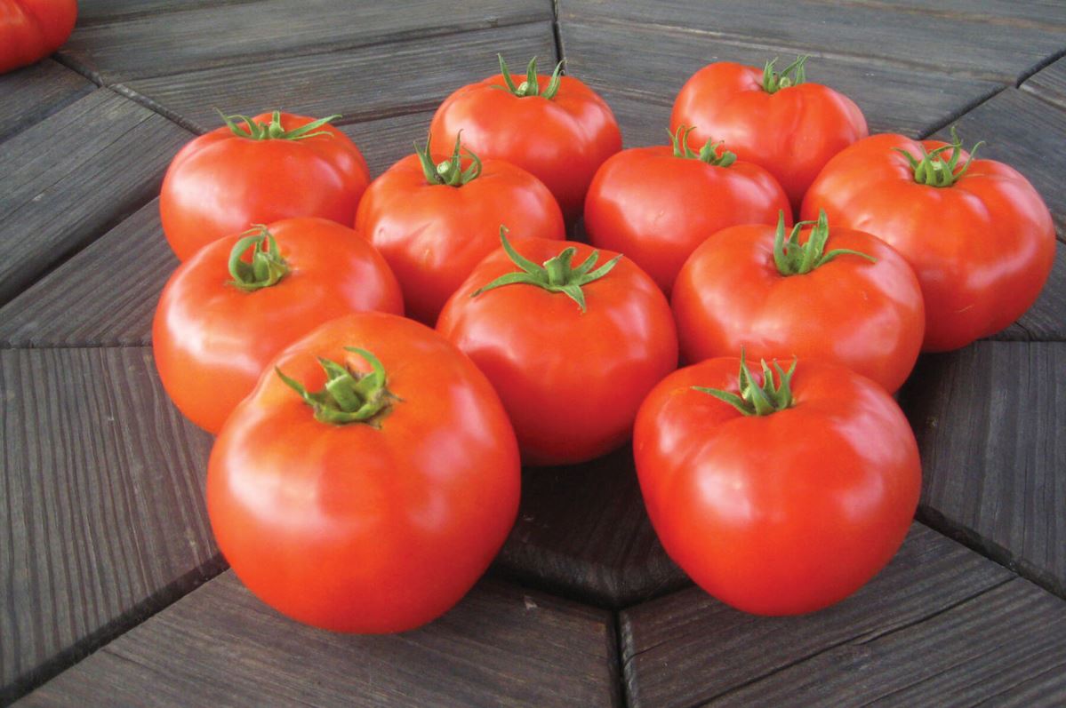 Mountain Merit – Tomato Seed