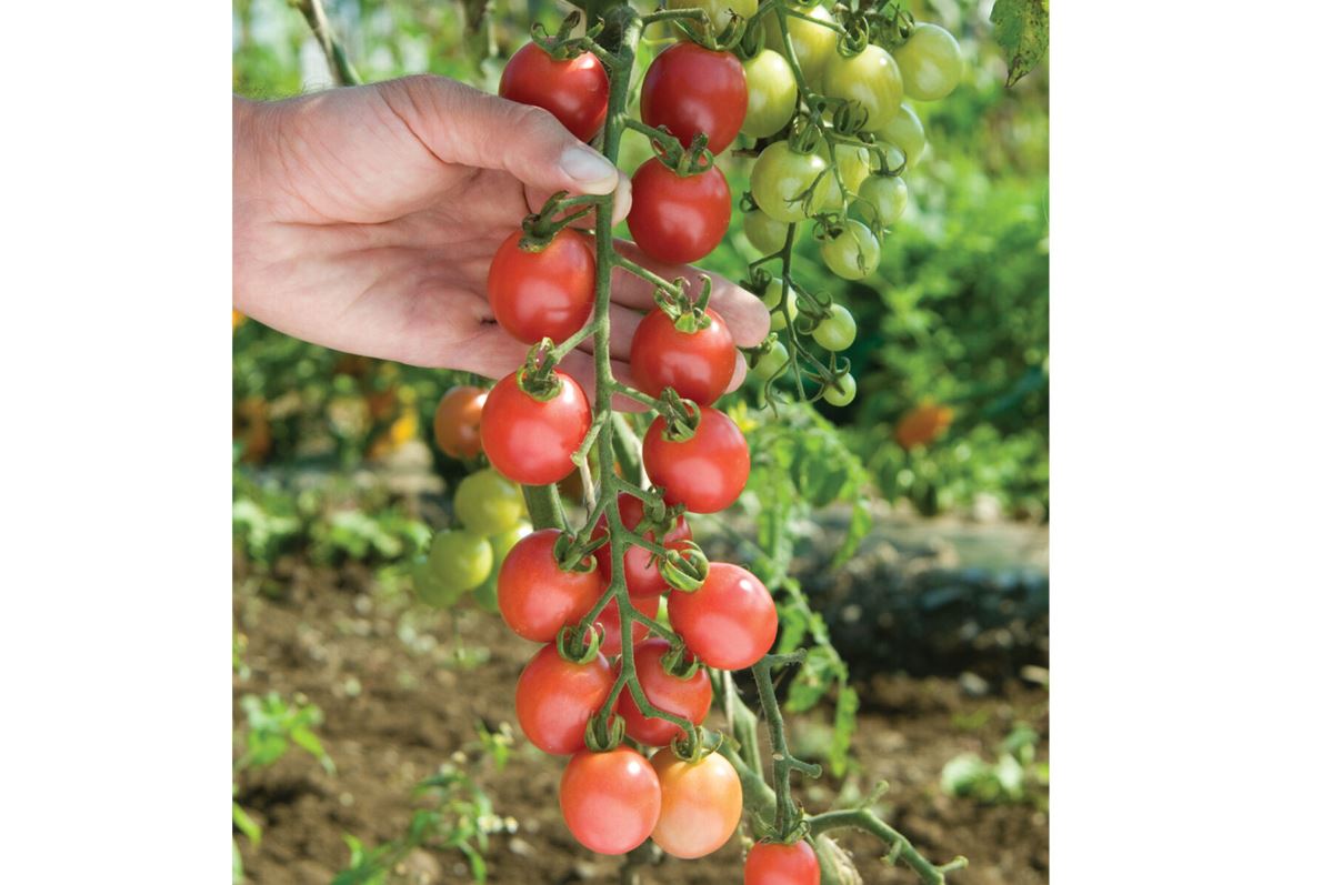 Sunpeach – Tomato Seed