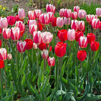 Perennial Delight Tulip Mixture Seeds