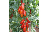 Pozzano – Organic Tomato Seed