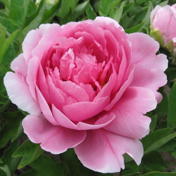 Pink Peony Flower Seeds Perennial Deciduous Shrub Seed