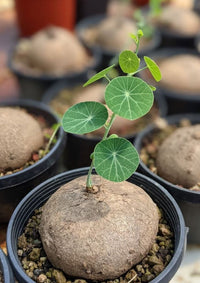 Egrow Stephania Erecta Seeds