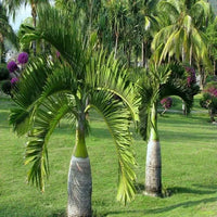 Exotic Bottle Palm Seeds